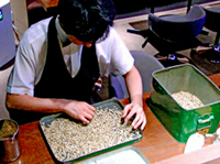 生豆のハンドピック